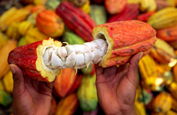 Cacao de Côte d’Ivoire ou porc bio d’Alsace: c’est possible de gagner sa vie en produisant