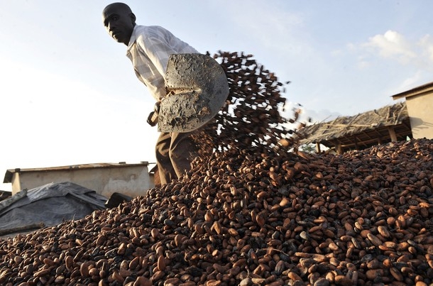 Côte d’Ivoire: forte baisse du prix du cacao