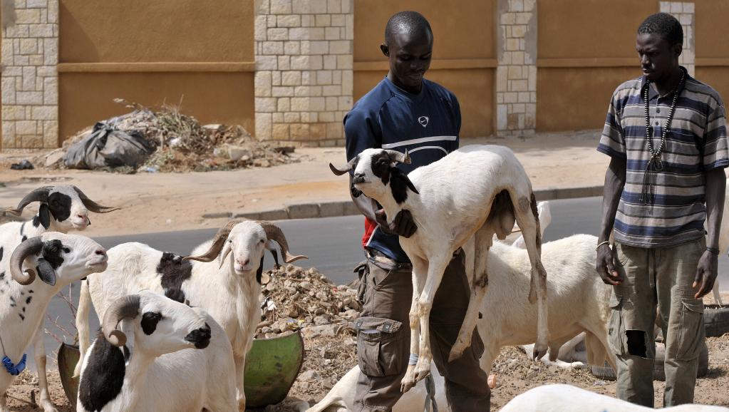 L’Afrique de l’Ouest célèbre la Tabaski, la «fête du mouton»