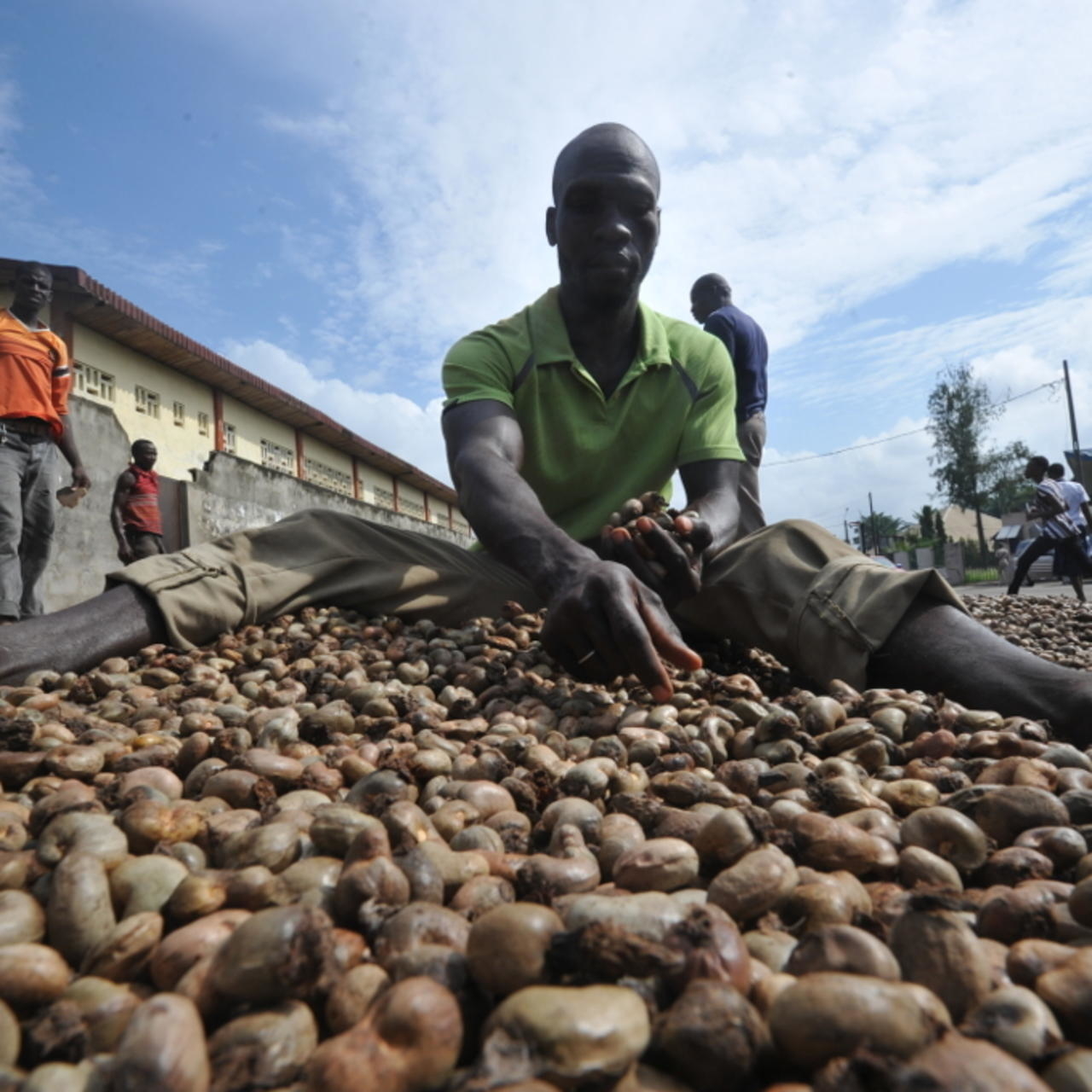 Le combat de la Côte d’Ivoire contre la contrebande de noix de cajou